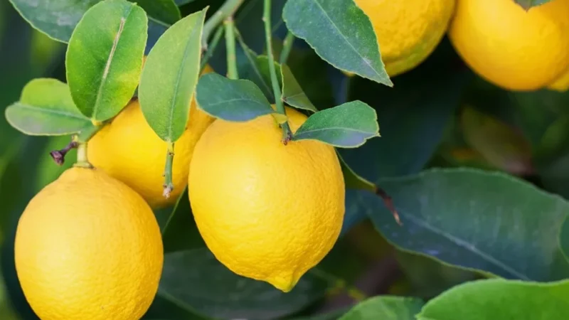 14. Local Citrus Farms – Small farms with local produce_(4)