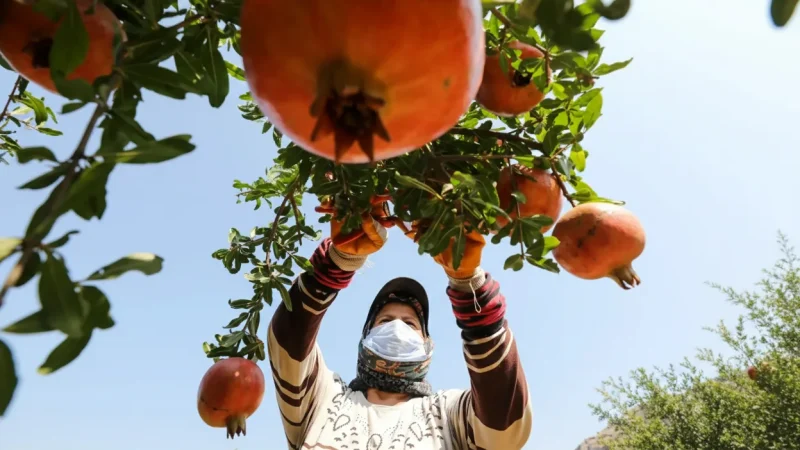 14. Local Olive & Fruit Farms – Rural farm experiences_(2)