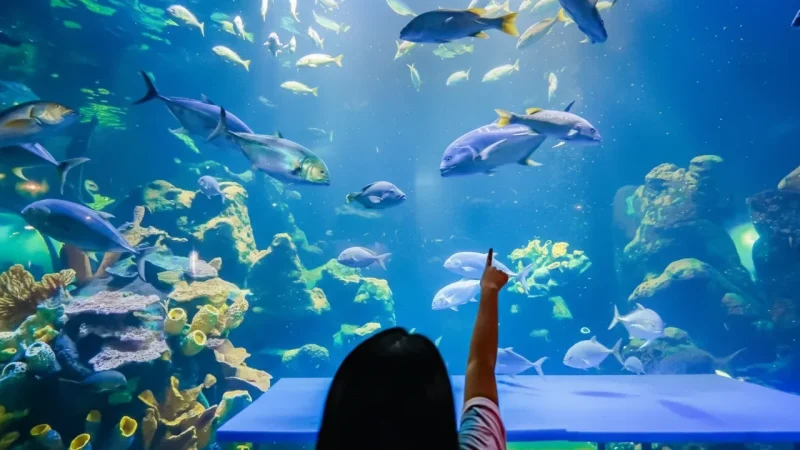 14. Sea World Aquarium – A small marine exhibit_(3)