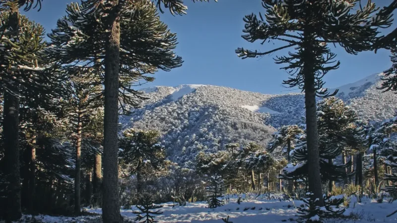 14_Seasonal_Snow_Areas(2)