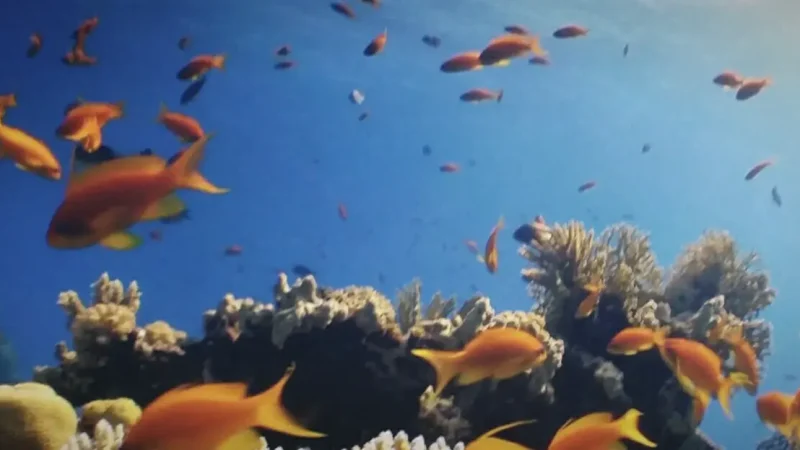 15) Audubon Aquarium(2)