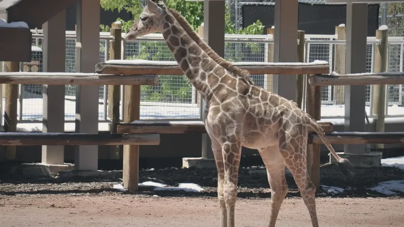 15) Denver Zoo(3)