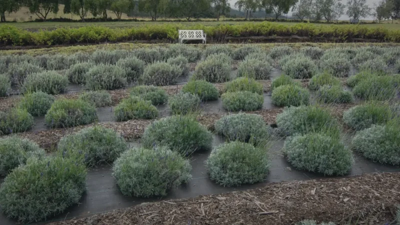 15) Kula Lavender Farm(3)
