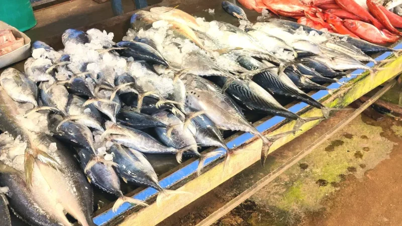 15) Local Fish Market(6)