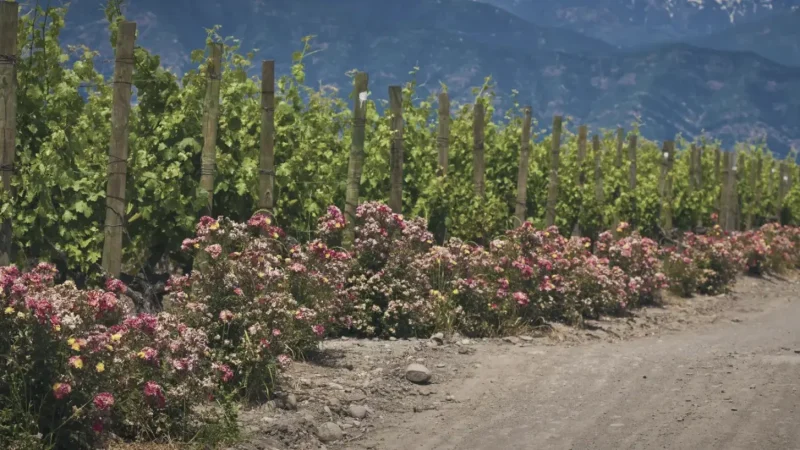 15 Maipo Valley – Nearby wine region for day visits_(2)