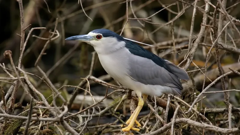 Nature Interpretation Panels