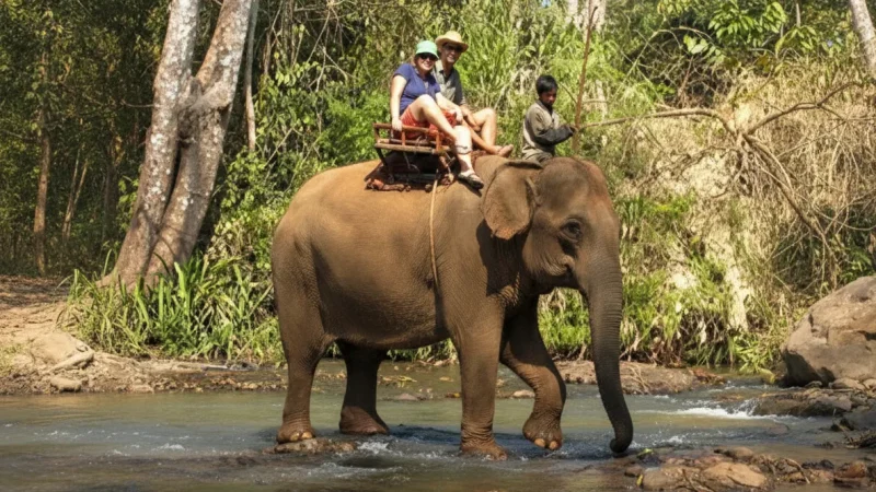 15 Peaceful Nature Zones – Undisturbed forest(6)