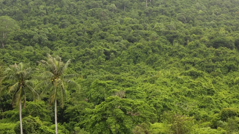 15 Quiet Nature Zones – Peaceful Forest Areas(5)