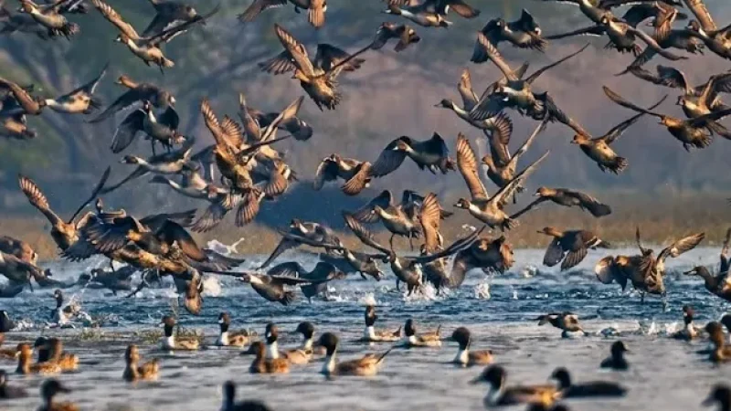 15. Harike Wetland(2)