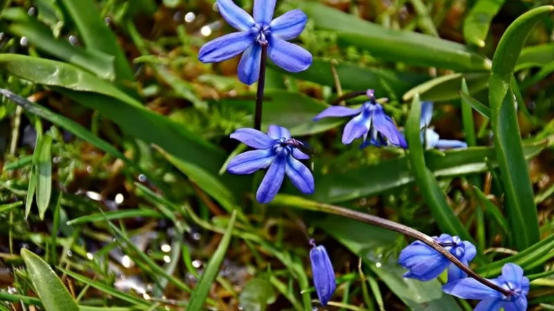 15. Kadiralak Plateau – Scenic summer pasture_(3)