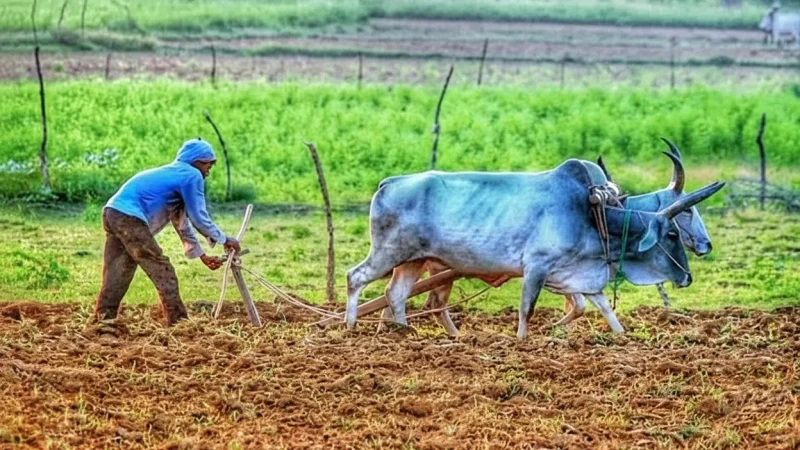 15. Khajuraho Village Walk – Explore local life and markets_(2)