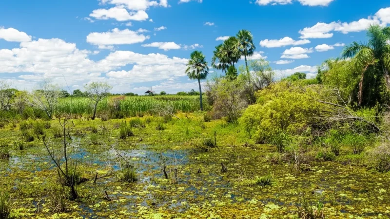 15. Scenic Wetland Paths – Nature exploration(5)