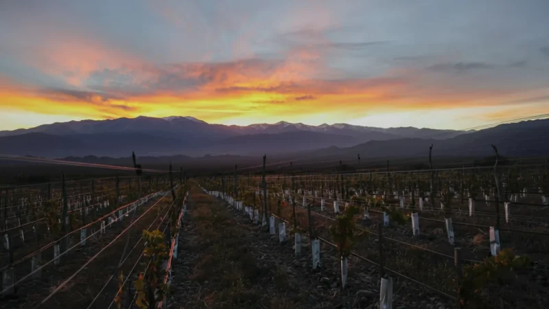15. Sunset Vineyard Views – Evening scenery(1)