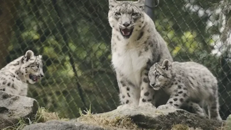 15_Woodland_Park_Zoo(4)