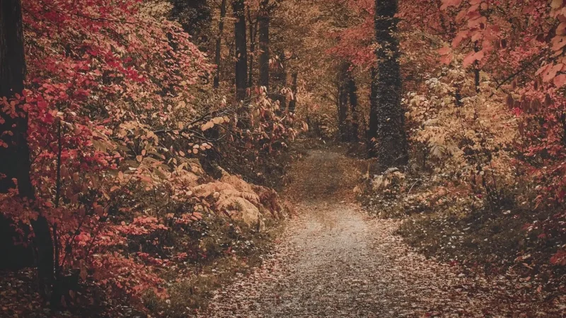 16) Brechfa Forest(1)