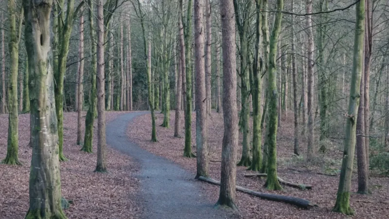 16) Portglenone Forest(1)