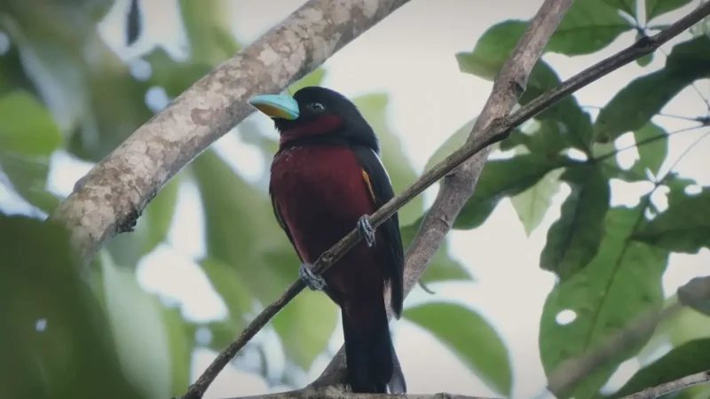 16) Taman Negara Birdwatch Zones(4)