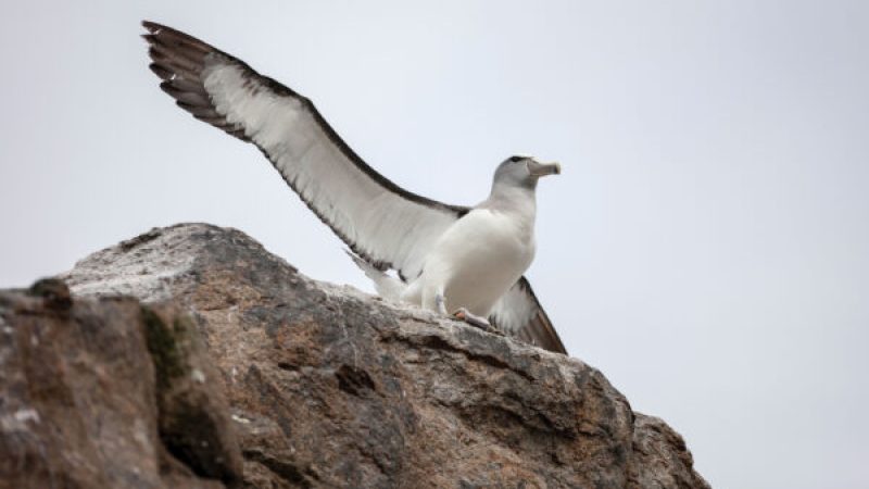 165_Seabirds_02-600x400