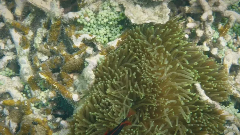17) Teluk Kerma(1)