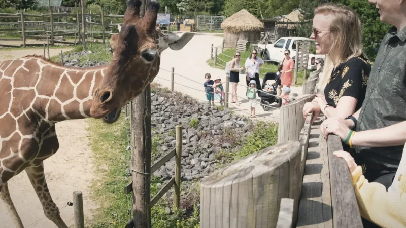18) Bristol Zoo Project(4)