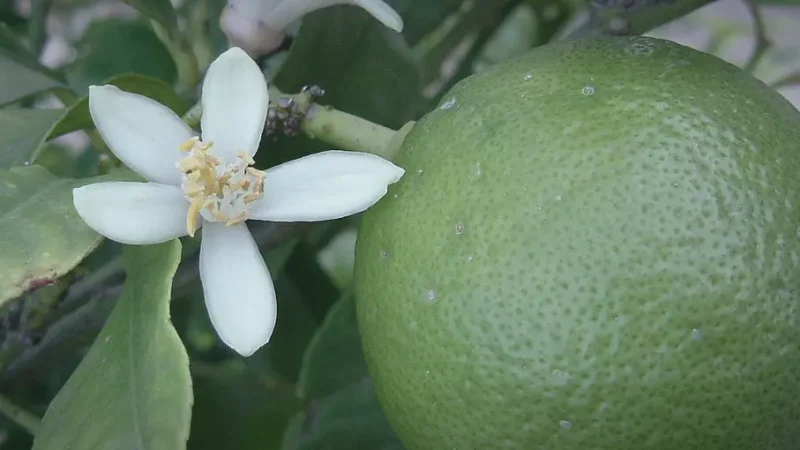 18) Ladang Limau Nipis Dengkil(4)