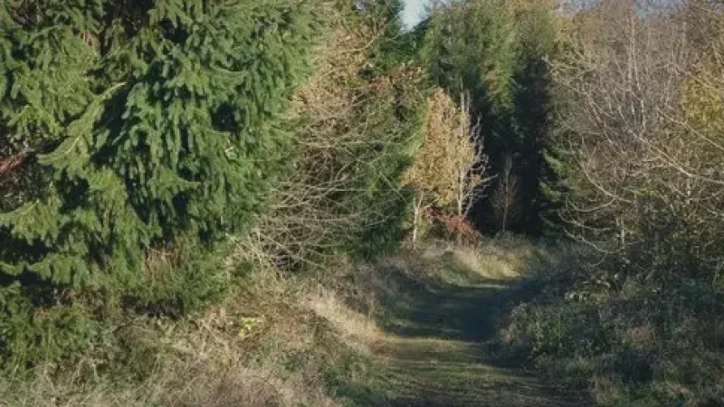 18) Randalstown Forest(1)
