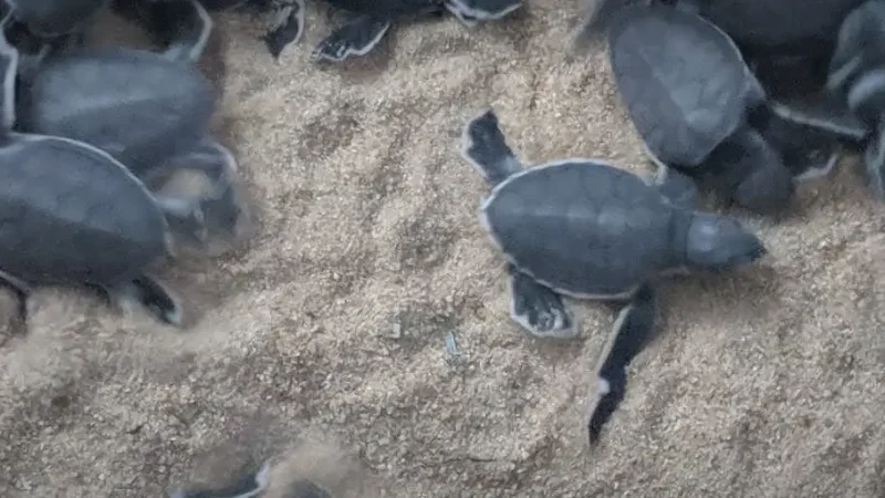 18) Tioman Turtle Project(1)