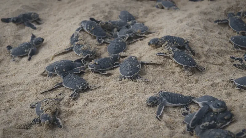 18) Tioman Turtle Project(3)