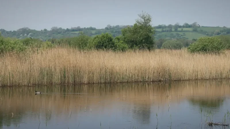 19) Avalon Marshes(4)
