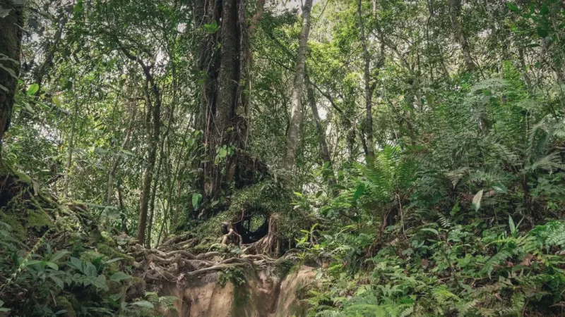 19) Kota Damansara Community Forest(4)