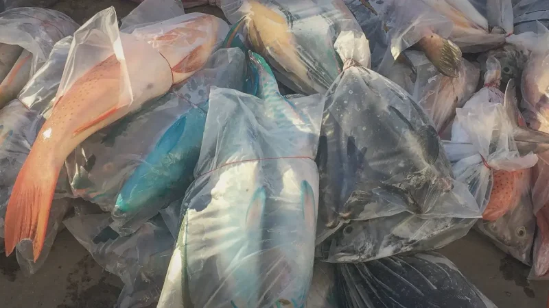 19) Local Fish Markets(3)