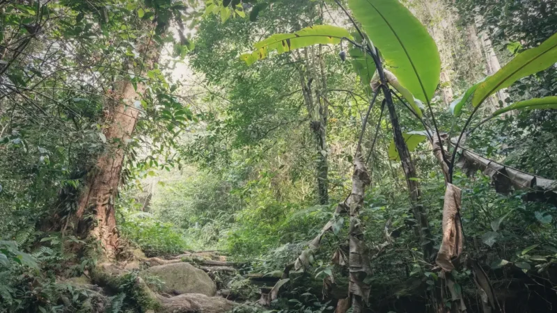 19) Tropical Rainforest Reserve(3)