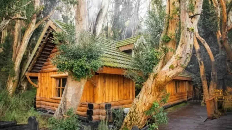 2 Arrayanes Forest – Unique cinnamon-colored trees(5)