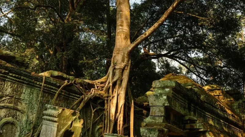 2 Tree Root Structures – Iconic temple scenery(5)