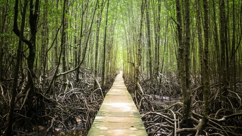 2 Wooden Walkways – Elevated nature trails(2)