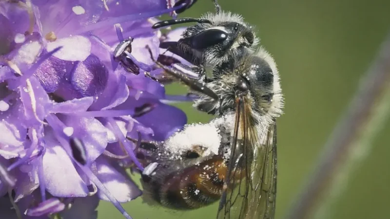 20) Bees for Development Gardens(1)