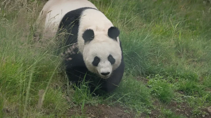20) Edinburgh Zoo(5)