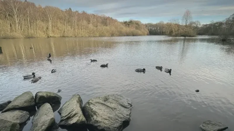 20) Golden Acre Park(4)
