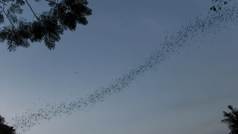 3 Bat Caves – Evening bat flight experience(4)