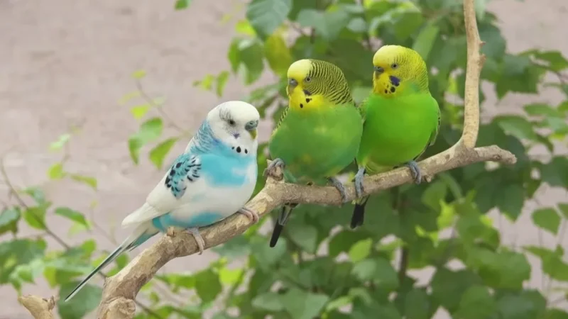 3 Bird Watching Areas – Migratory bird habitats(4)