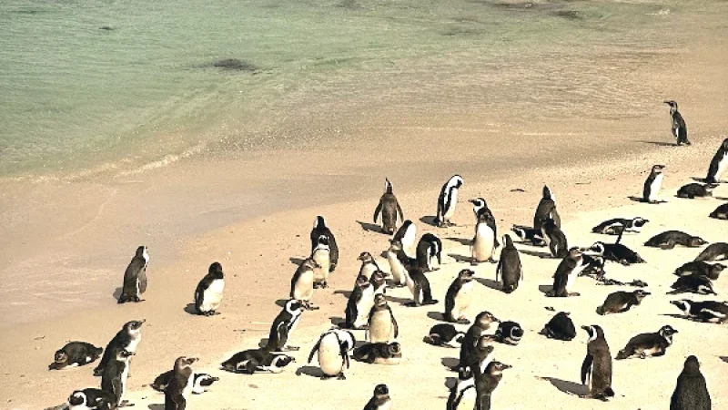 3 Foxy Beach – Quiet area often visited by penguins(3)