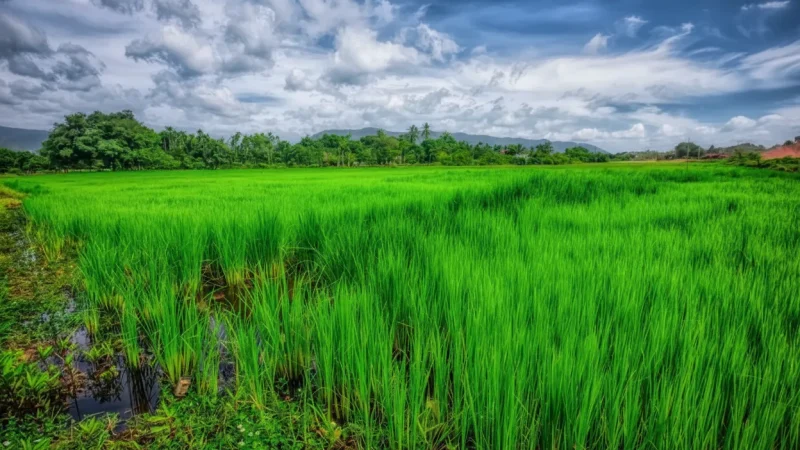 3 Rice Field Views – Scenic countryside landscapes(3)
