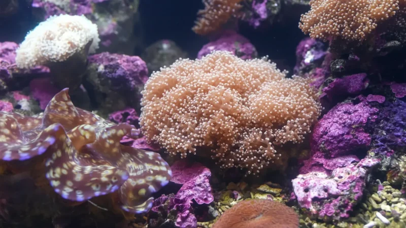 3 Snorkeling Spots – Nearshore coral areas(6)