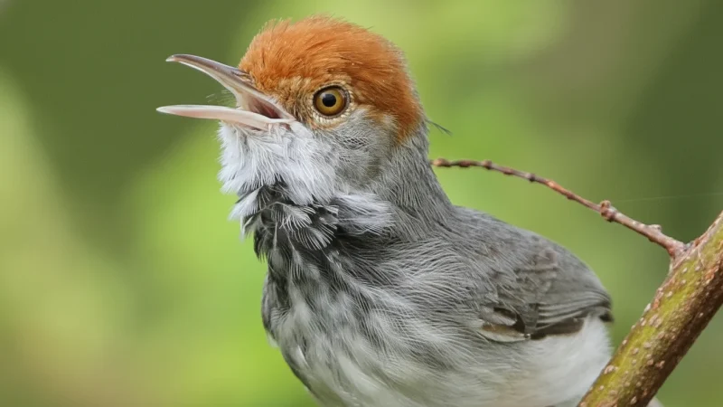 4 Bird Watching Areas – Rare species spots(6)