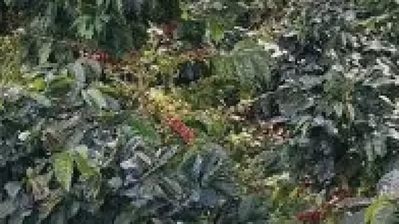 4 Coffee Farms – Local coffee experiences(5)