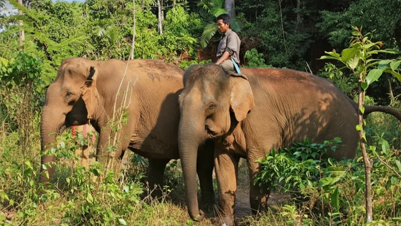4 Elephant Observation Points – Respectful viewing areas(5)