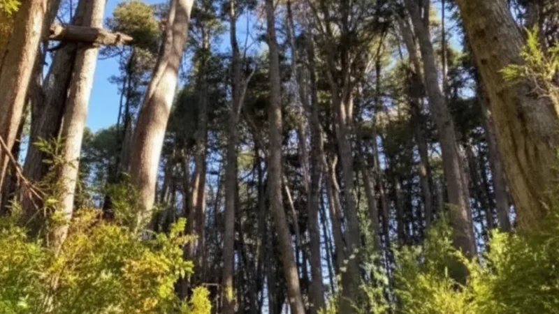 4 Forest Walking Paths – Shaded nature trails(3)