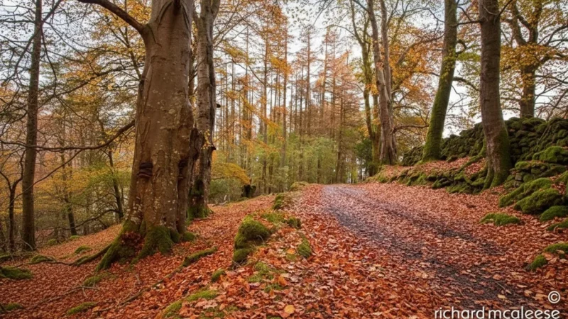 4) Glenariff Forest Park(4)