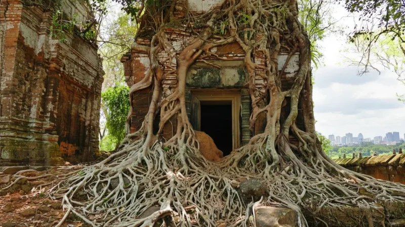 4 Jungle-Covered Temples – Forest archaeology(2)