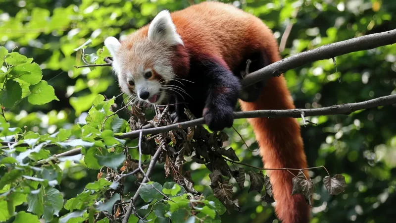 4) Leipzig Zoo – Diverse Wildlife(3)